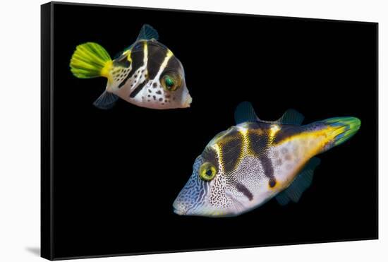 Mimic leatherjacket / Blacksaddle mimic filefish, Indo-Pacific-Georgette Douwma-Framed Stretched Canvas