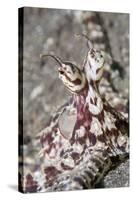 Mimic Octopus Close-Up-Hal Beral-Stretched Canvas