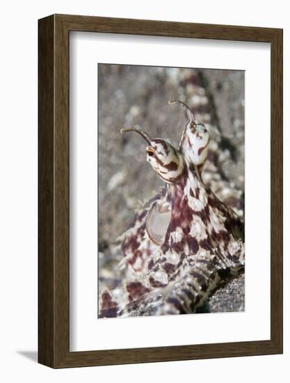 Mimic Octopus Close-Up-Hal Beral-Framed Photographic Print