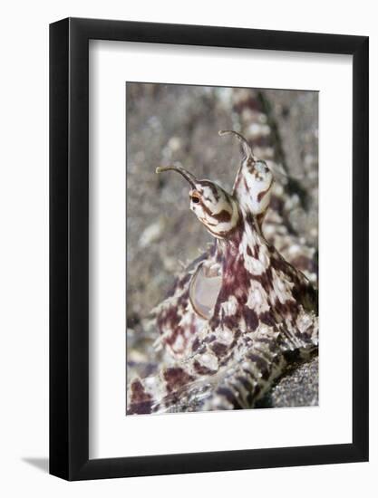 Mimic Octopus Close-Up-Hal Beral-Framed Photographic Print
