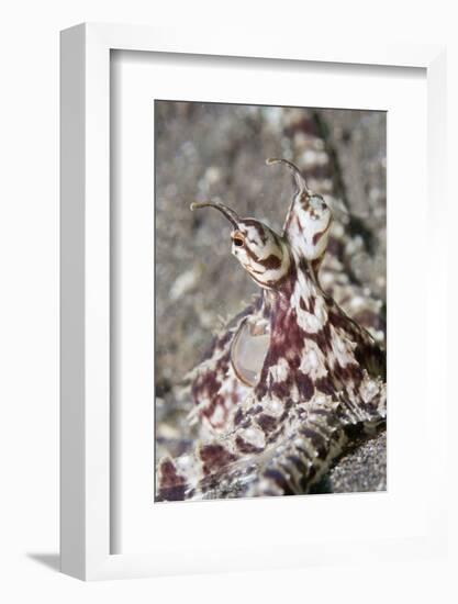 Mimic Octopus Close-Up-Hal Beral-Framed Photographic Print