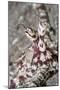 Mimic Octopus Close-Up-Hal Beral-Mounted Photographic Print