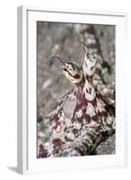 Mimic Octopus Close-Up-Hal Beral-Framed Photographic Print