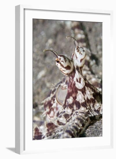 Mimic Octopus Close-Up-Hal Beral-Framed Photographic Print