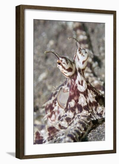 Mimic Octopus Close-Up-Hal Beral-Framed Photographic Print