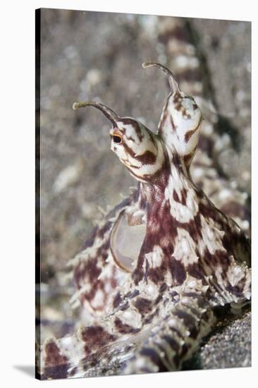 Mimic Octopus Close-Up-Hal Beral-Stretched Canvas