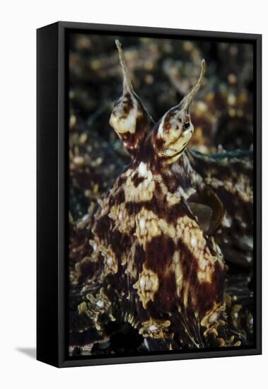 Mimic Octopus, Facial View, Lembeh Strait, Indonesia-null-Framed Stretched Canvas