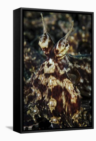 Mimic Octopus, Facial View, Lembeh Strait, Indonesia-null-Framed Stretched Canvas