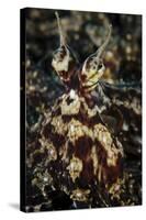 Mimic Octopus, Facial View, Lembeh Strait, Indonesia-null-Stretched Canvas