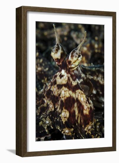 Mimic Octopus, Facial View, Lembeh Strait, Indonesia-null-Framed Photographic Print