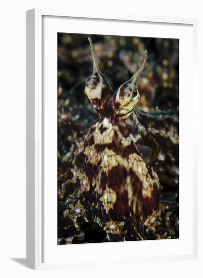 Mimic Octopus, Facial View, Lembeh Strait, Indonesia-null-Framed Photographic Print