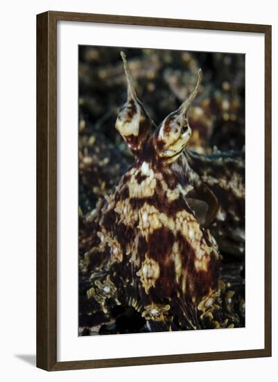 Mimic Octopus, Facial View, Lembeh Strait, Indonesia-null-Framed Photographic Print