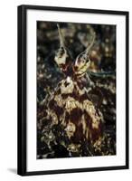 Mimic Octopus, Facial View, Lembeh Strait, Indonesia-null-Framed Photographic Print