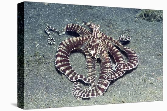 Mimic Octopus-Hal Beral-Stretched Canvas