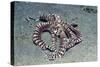 Mimic Octopus-Hal Beral-Stretched Canvas