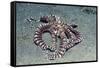 Mimic Octopus-Hal Beral-Framed Stretched Canvas