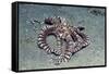 Mimic Octopus-Hal Beral-Framed Stretched Canvas