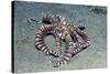 Mimic Octopus-Hal Beral-Stretched Canvas