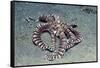 Mimic Octopus-Hal Beral-Framed Stretched Canvas