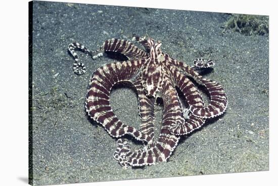 Mimic Octopus-Hal Beral-Stretched Canvas
