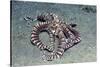 Mimic Octopus-Hal Beral-Stretched Canvas