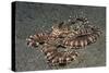 Mimic Octopus-Hal Beral-Stretched Canvas