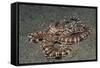 Mimic Octopus-Hal Beral-Framed Stretched Canvas