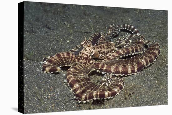 Mimic Octopus-Hal Beral-Stretched Canvas