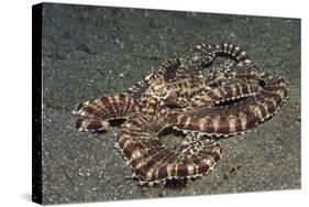 Mimic Octopus-Hal Beral-Stretched Canvas