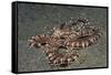 Mimic Octopus-Hal Beral-Framed Stretched Canvas