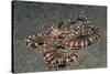 Mimic Octopus-Hal Beral-Stretched Canvas