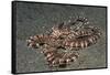 Mimic Octopus-Hal Beral-Framed Stretched Canvas