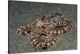 Mimic Octopus-Hal Beral-Stretched Canvas