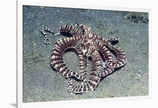 Mimic Octopus-Hal Beral-Framed Photographic Print
