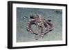 Mimic Octopus-Hal Beral-Framed Photographic Print