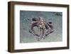 Mimic Octopus-Hal Beral-Framed Photographic Print