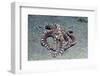 Mimic Octopus-Hal Beral-Framed Photographic Print