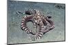 Mimic Octopus-Hal Beral-Mounted Photographic Print