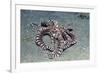 Mimic Octopus-Hal Beral-Framed Photographic Print