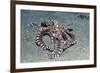 Mimic Octopus-Hal Beral-Framed Photographic Print