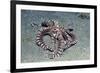 Mimic Octopus-Hal Beral-Framed Photographic Print