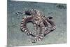 Mimic Octopus-Hal Beral-Mounted Photographic Print