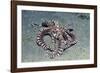 Mimic Octopus-Hal Beral-Framed Photographic Print