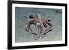 Mimic Octopus-Hal Beral-Framed Photographic Print