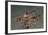 Mimic Octopus-Hal Beral-Framed Photographic Print