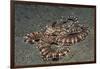 Mimic Octopus-Hal Beral-Framed Photographic Print