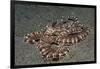 Mimic Octopus-Hal Beral-Framed Photographic Print