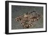 Mimic Octopus-Hal Beral-Framed Photographic Print