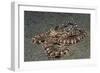 Mimic Octopus-Hal Beral-Framed Photographic Print