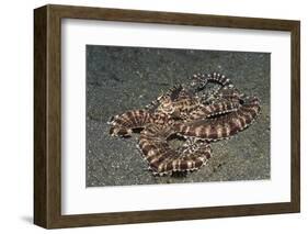 Mimic Octopus-Hal Beral-Framed Photographic Print